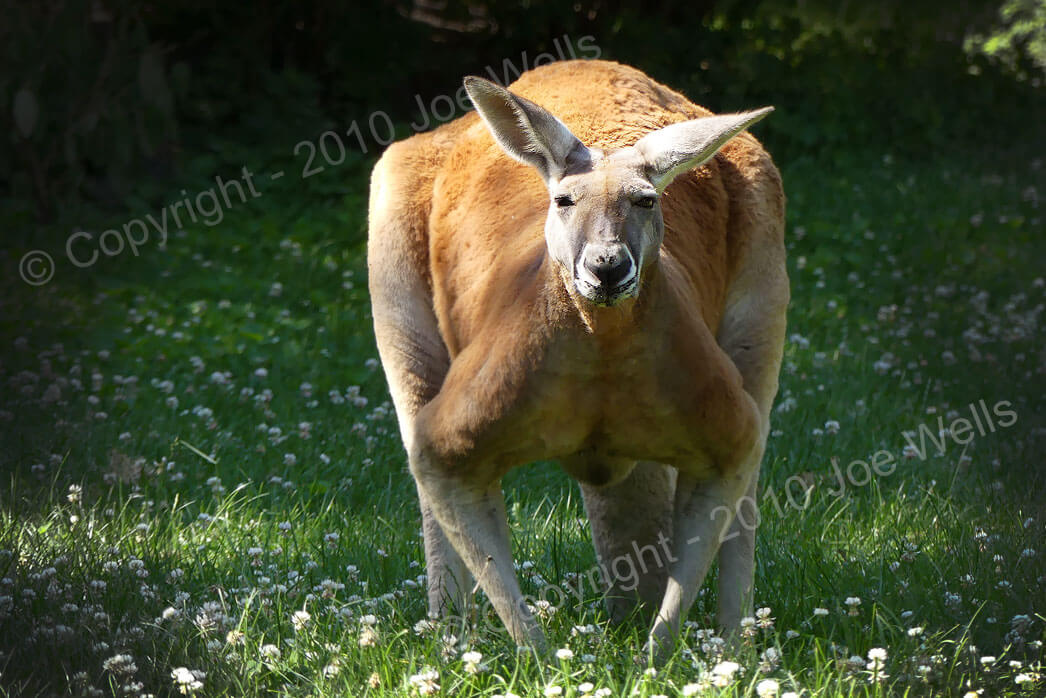 Photo: Kangaroo with watermark