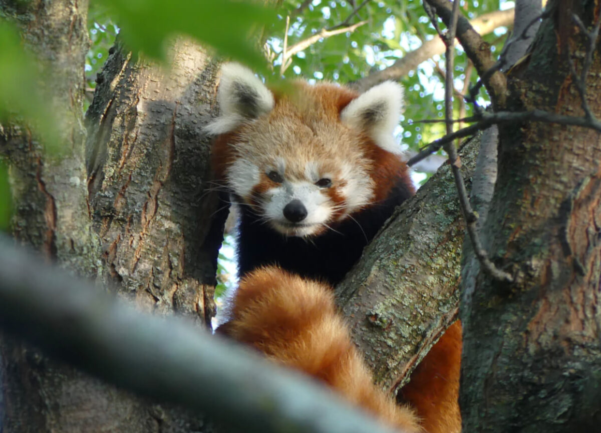 Photo: A Red Panda